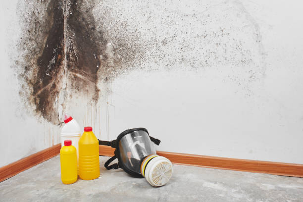 Best Toxic Mold Removal  in Eudora, KS