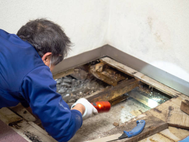 Best Mold Remediation  in Eudora, KS