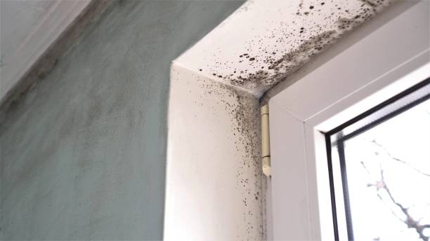 Professional Mold Removal in Eudora, KS