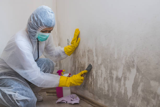 Best Attic Mold Removal  in Eudora, KS