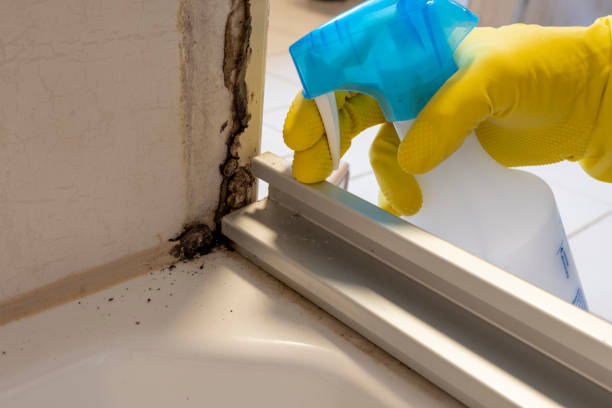 Best Mold Remediation Services  in Eudora, KS
