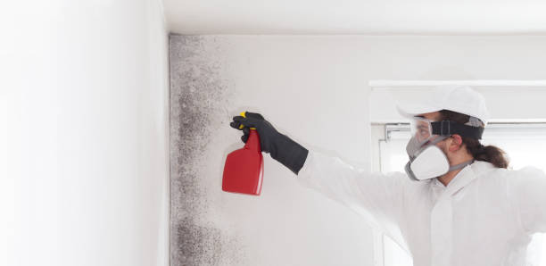 Best Black Mold Removal  in Eudora, KS