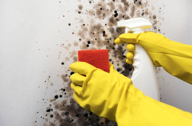 Best Mold Testing  in Eudora, KS