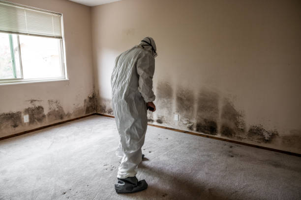 Best Commercial Mold Removal  in Eudora, KS