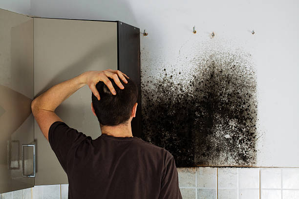Best Professional Mold Removal  in Eudora, KS