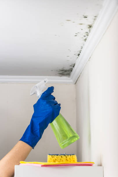 Best Mold Cleaning Services  in Eudora, KS