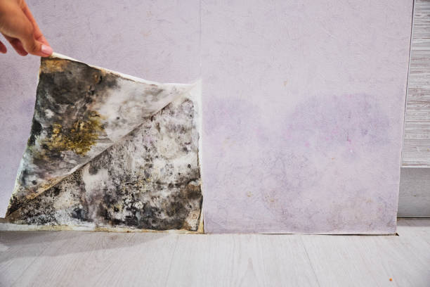 Best Mold Removal Company Near Me  in Eudora, KS